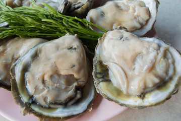 Obraz premium Fresh oysters