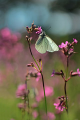 Black-veined White butterfly, Aporia crataegi 