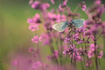 Black-veined White butterfly, Aporia crataegi 