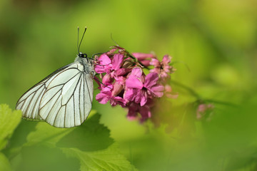 Black-veined White butterfly, Aporia crataegi 