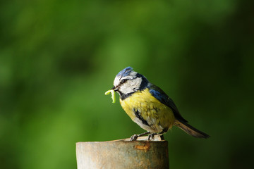 Blaumeise (Cyanistes caeruleus, Parus caeruleus)