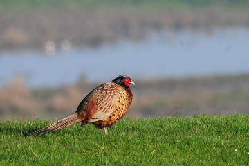 Fasan döst (Phasianus colchicus)