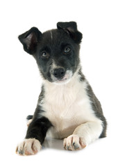 Obraz premium puppy border collie
