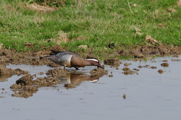 Knäkente am Ufer (Anas querquedula)
