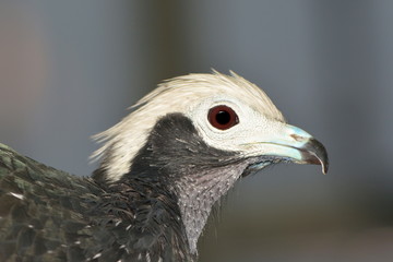 Blaukehlguan