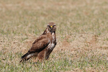Mäusebussard (Buteo buteo)
