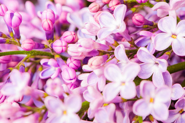 branch of lilacs macro view