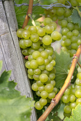 Weissburgunder Trauben