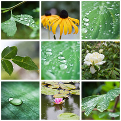 composition gouttes de pluie sur plantes et fleurs