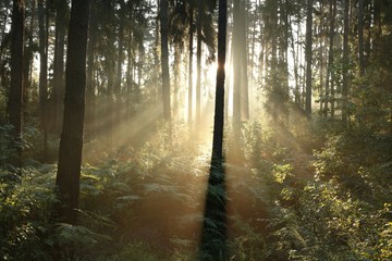 Sunbeams enter the misty coniferous forest at dawn