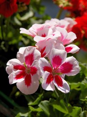 geranium plant blossoming on balcony