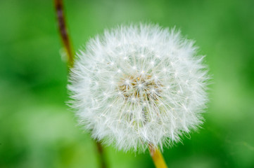 Obraz premium dandelion