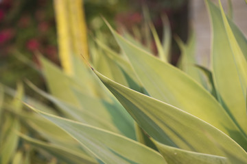 Close-up of fresh green straws