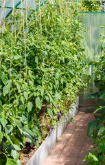 Fototapeta na wymiar Seedlings of tomatoes and Bell pepper in the seedbed inside the greenhouse. Vegetable garden. Household plot. Dacha.