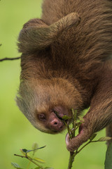 Portrait of Two-toed sloth (Choloepus hoffmanni) eating