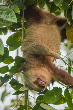 Two-toed Sloth (Choloepus Hoffmanni) Eating