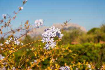 mediterrane Blume