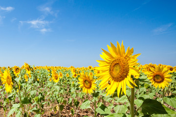 Sunflowers field in Chianti, Tuscany, Italy