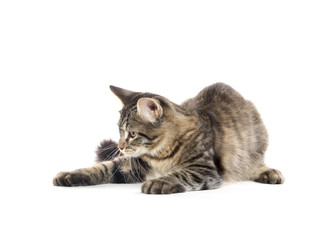 cute tabby cat on white