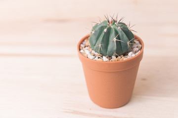 cactus in pot on woody background. vintage style processed.