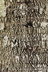 Кора дерева. © marigo
