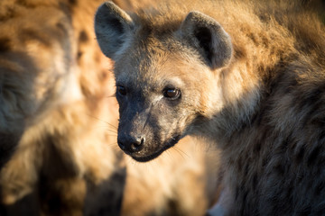 Spotted hyena