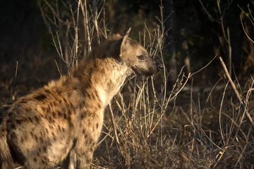 Fotobehang Spotted hyena © Tony Campbell