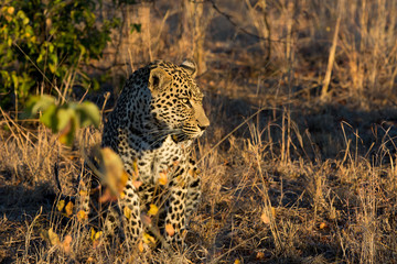 Leopard resting in the shade in the bush during morning