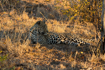 Leopard resting in the shade in the bush during morning