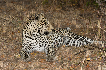 Leopard resting in the shade in the bush during morning