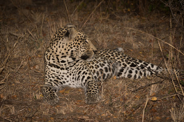 Leopard resting in the shade in the bush during morning