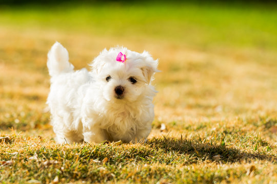 Puppy Maltese with back light in golden hour, playing on the grass