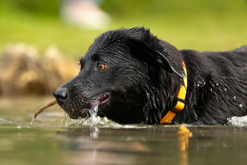 Labrador im Wasser