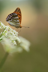 Silver-Washed fritillary Butterfly on a flowers 