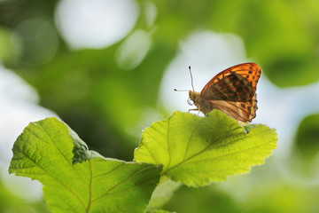 Silver-Washed fritillary Butterfly on a flowers 