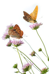 Silver-Washed fritillary Butterfly on a flowers 