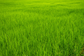 rice field