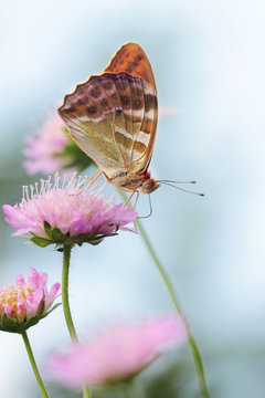 Silver-Washed fritillary Butterfly on a flowers 