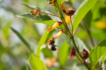Small bumblebee with yellow honeysuckle Lonicera involucrata