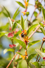Small bumblebee with yellow honeysuckle Lonicera involucrata