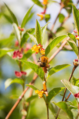 Small bumblebee with yellow honeysuckle Lonicera involucrata