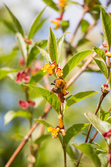 Small bumblebee with yellow honeysuckle Lonicera involucrata