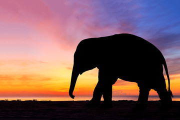 Obraz na płótnie Canvas elephant silhouette