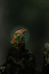 wood frog (Rana sylvatica) 