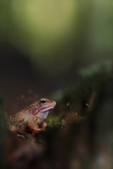 wood frog (Rana sylvatica) 