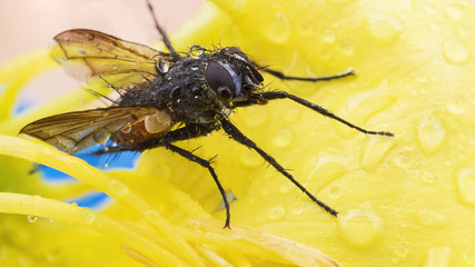 fly
