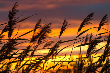 Reed against the background of a dramatic sunset