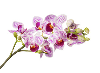 Fototapeta na wymiar Pink orchid flowers isolated on white background