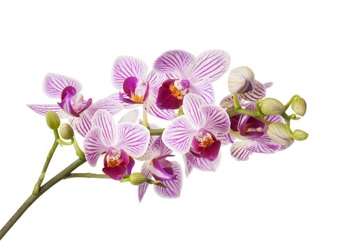 Fototapeta Pink orchid flowers isolated on white background