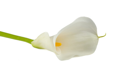 White calla